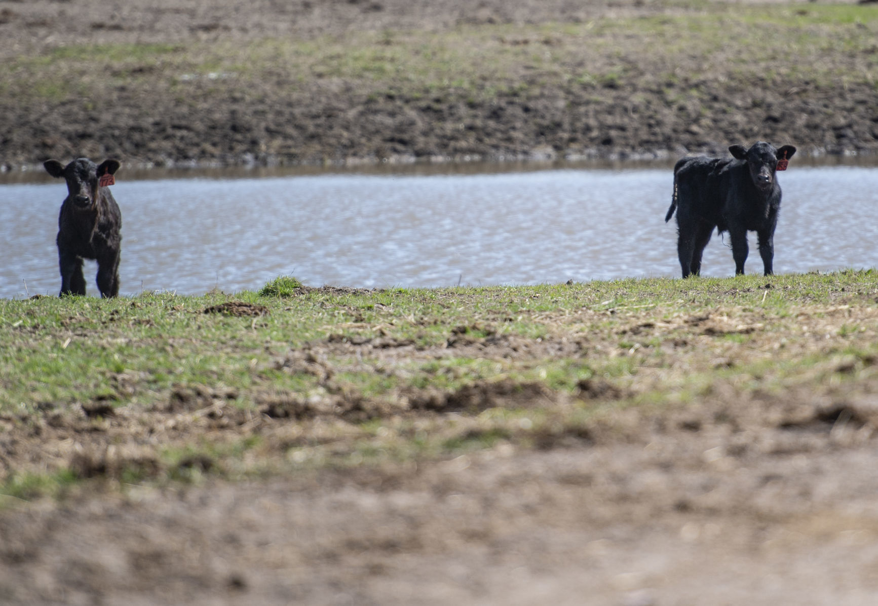 Drew Wolfe farm, 4.16